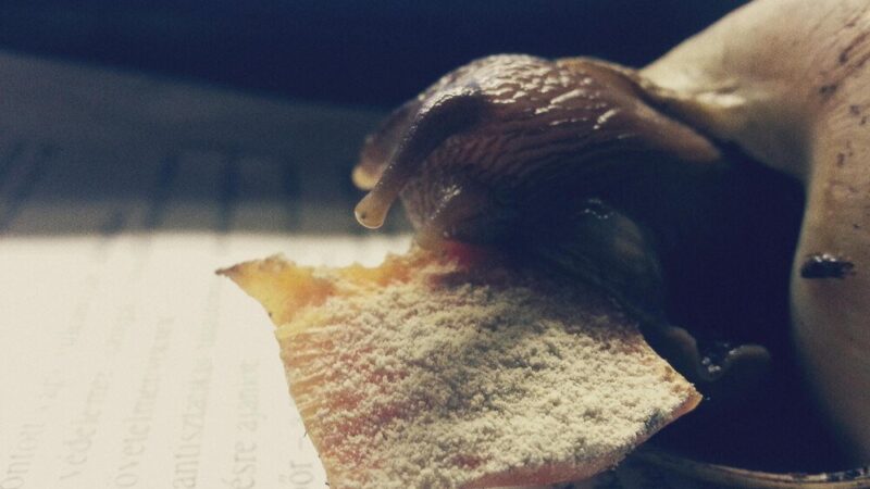 Historia spowiedzi w Polsce: kiedy wprowadzono spowiedź i jakie były jej konsekwencje dla chłopów pańszczyźnianych